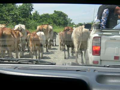 Cows and cars sharing the road