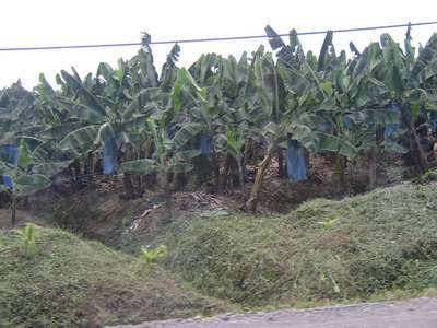 Blue chemical impregnated bags that protect banana for export to the US.