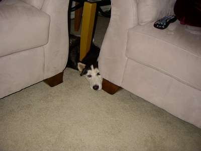 Skye enjoying our new couches and her new den.