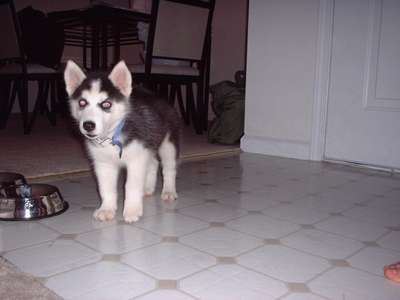 Our new puppy Skye. Born May 12, 2002. Brought home mid July. Check out those ears!!!