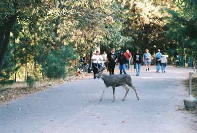 Deer crossing