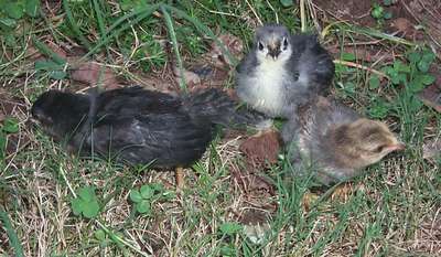 Our baby chicks!